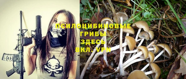 стаф Каменногорск